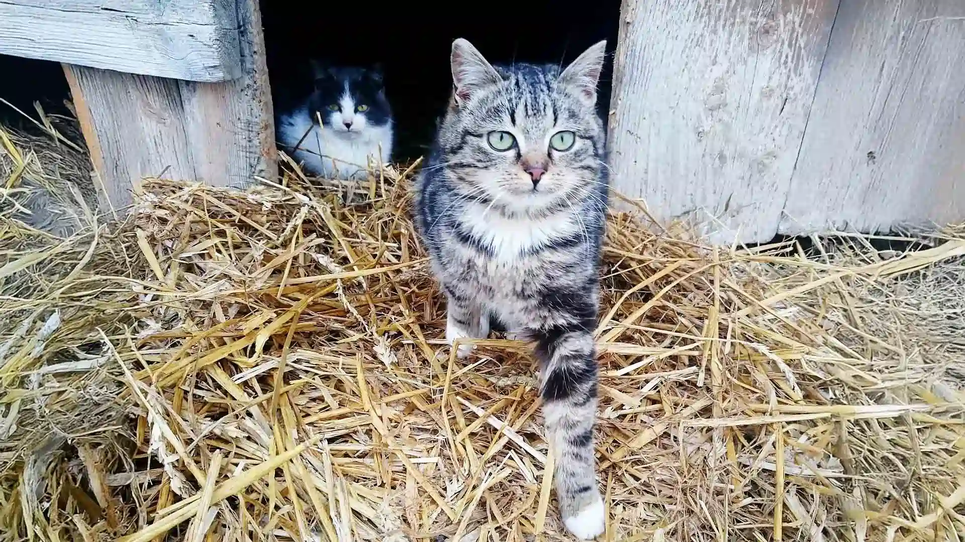 Two cats sitting on straw outside a wooden barn, with one cat in the foreground stepping forward and the other resting in the doorway.