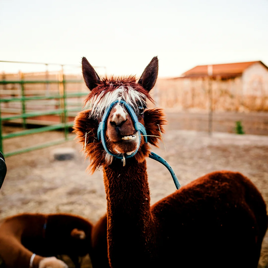 Brown Alpaca Wearing Blue Halter A brown alpaca with white facial fur wears a blue halter while standing in a fenced farm area at sunset.