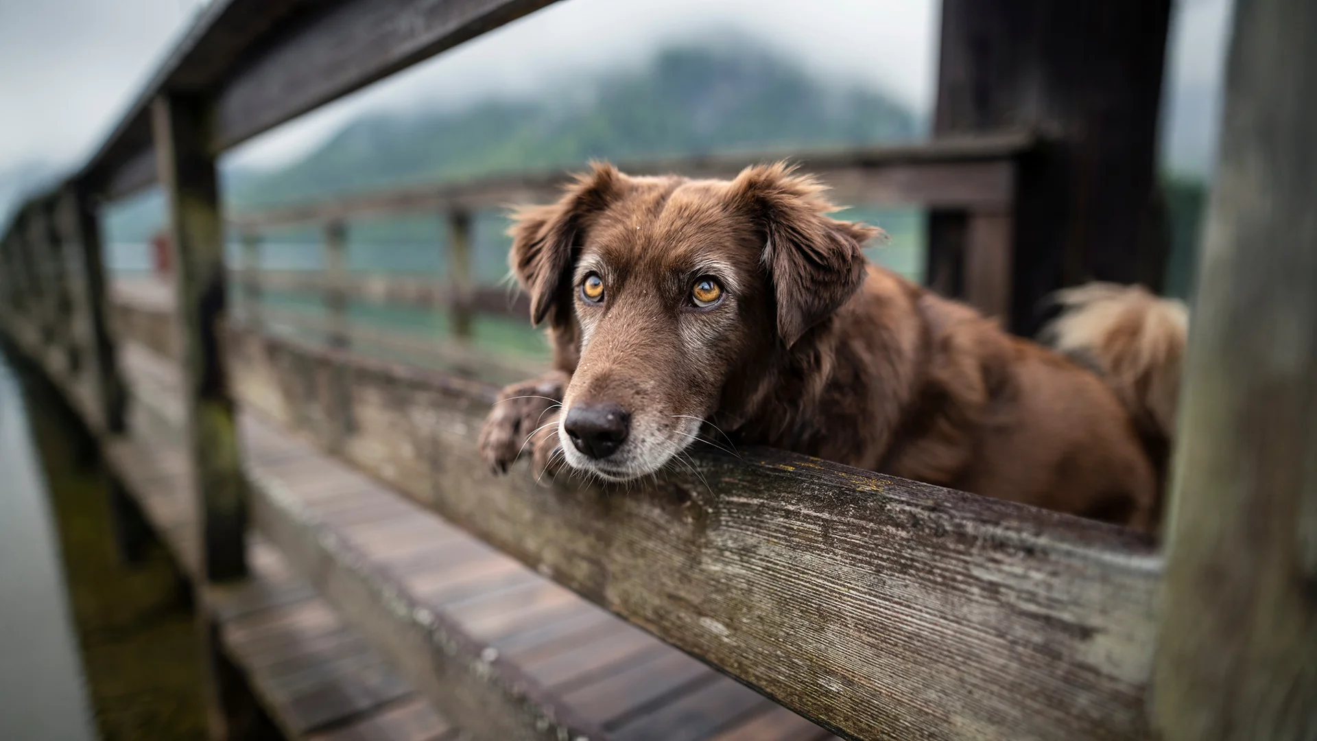 Brown dog resting its head on a wooden fence with a thoughtful expression.