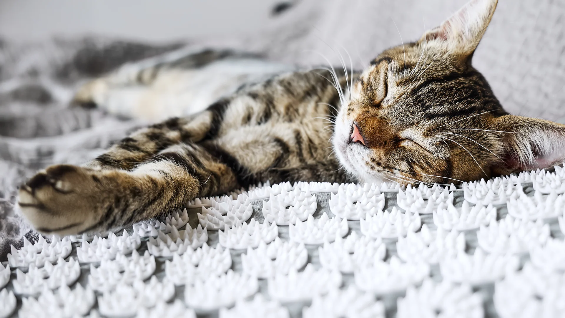 Tabby cat peacefully sleeping on a white acupressure mat with raised spikes.