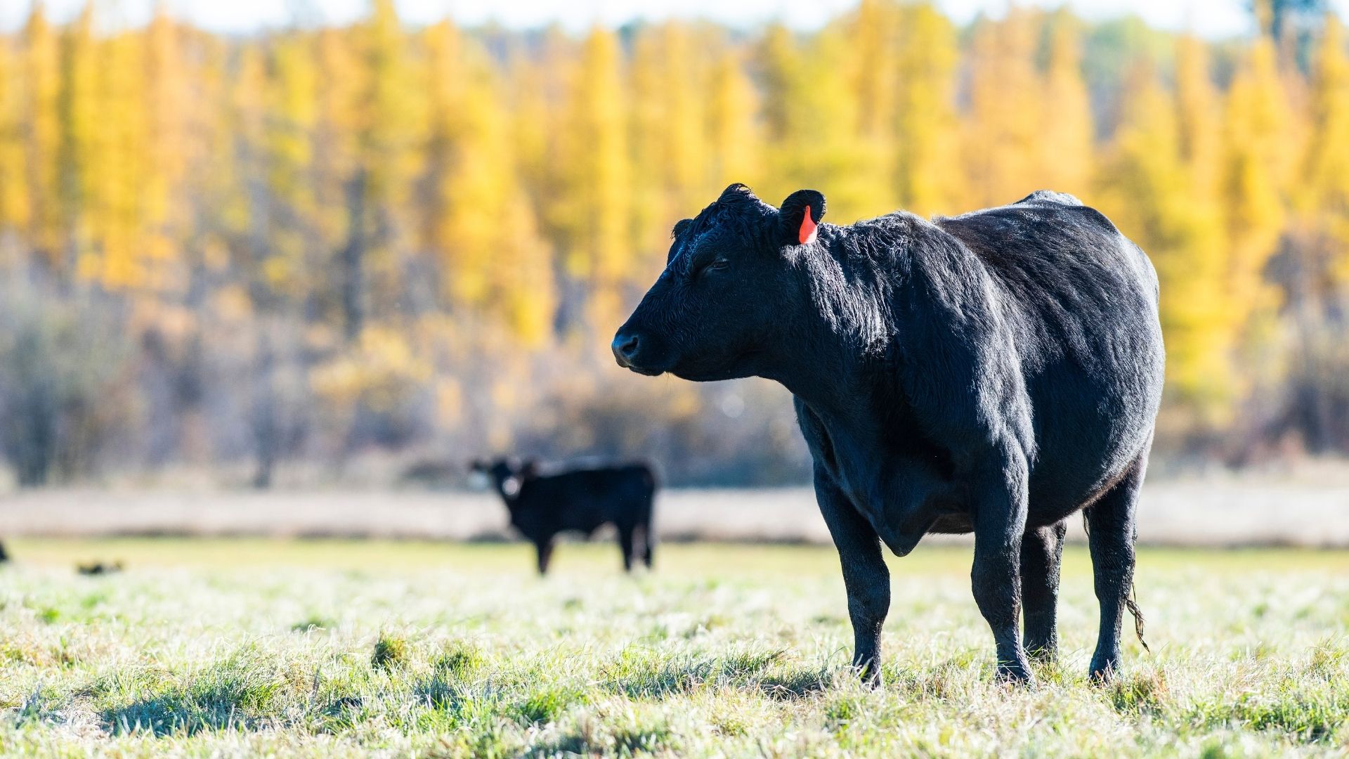 Cattle graze with fall foliage