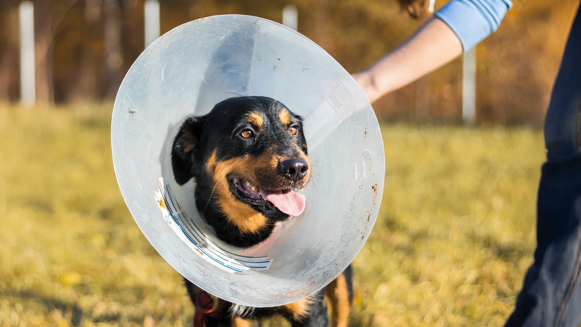 A happy black and brown dog wearing a protective cone collar standing in a grassy field with a person nearby.