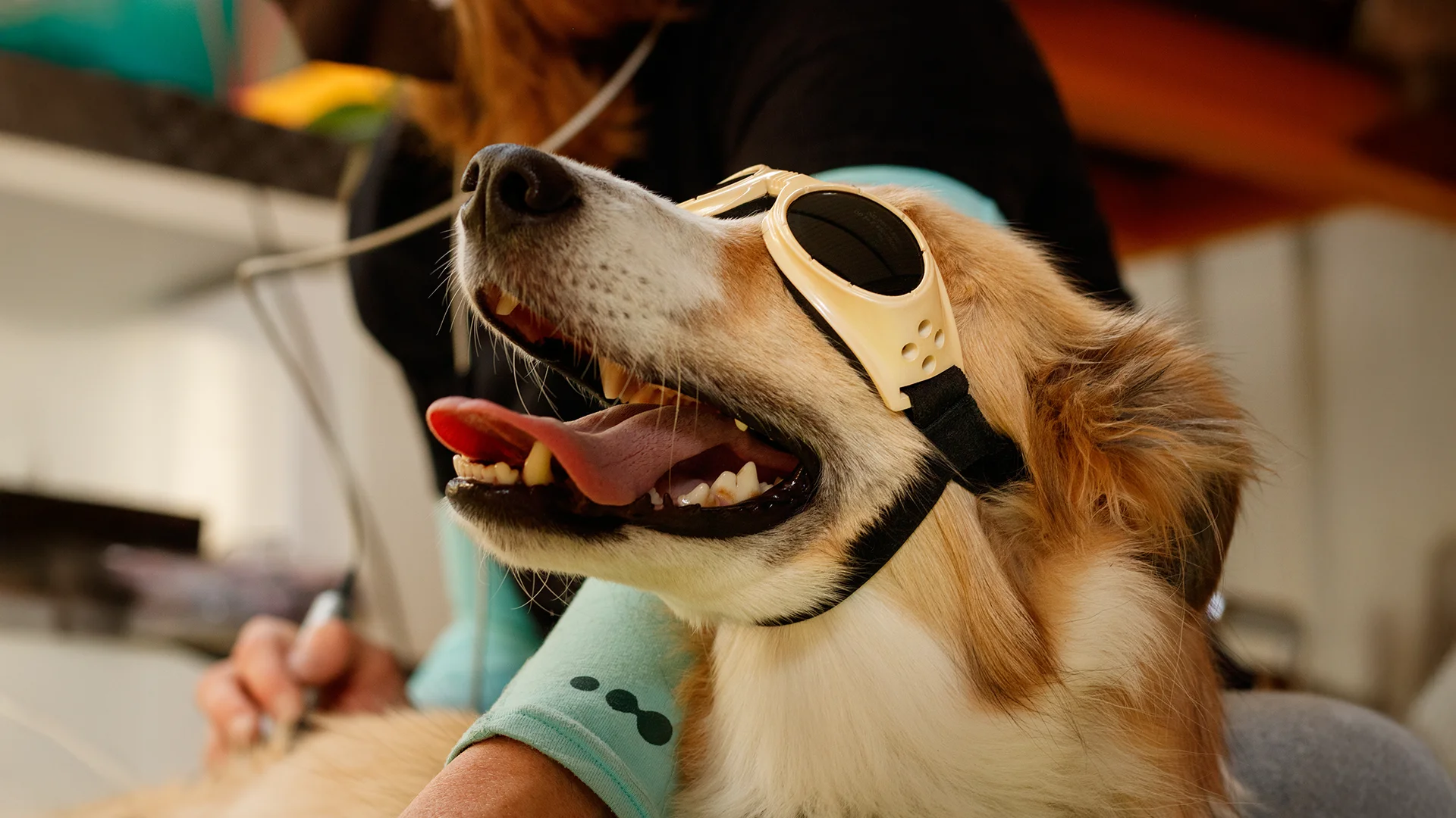 Happy dog with protective goggles receiving veterinary laser therapy treatment.