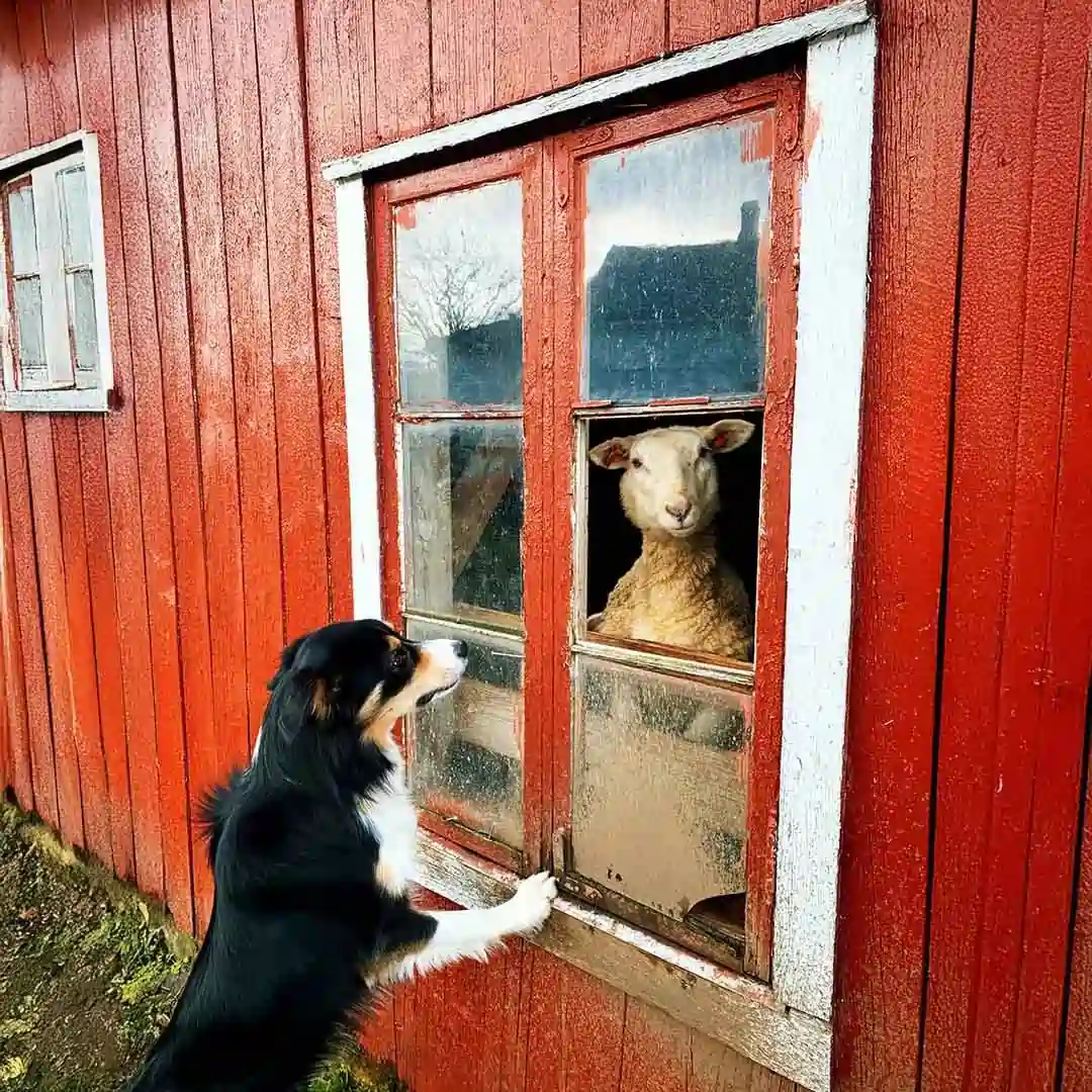 Dog and Sheep Interacting Through Barn Window A black, white, and brown dog stands outside a red barn looking through a window at a sheep peeking out from inside.