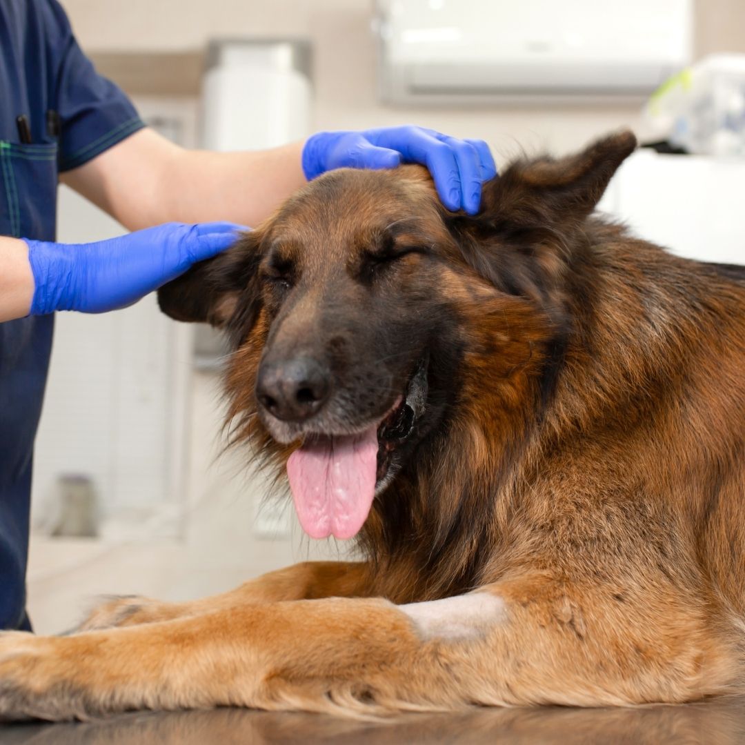 Dog getting examination by veterinarian Dog getting examination by veterinarian