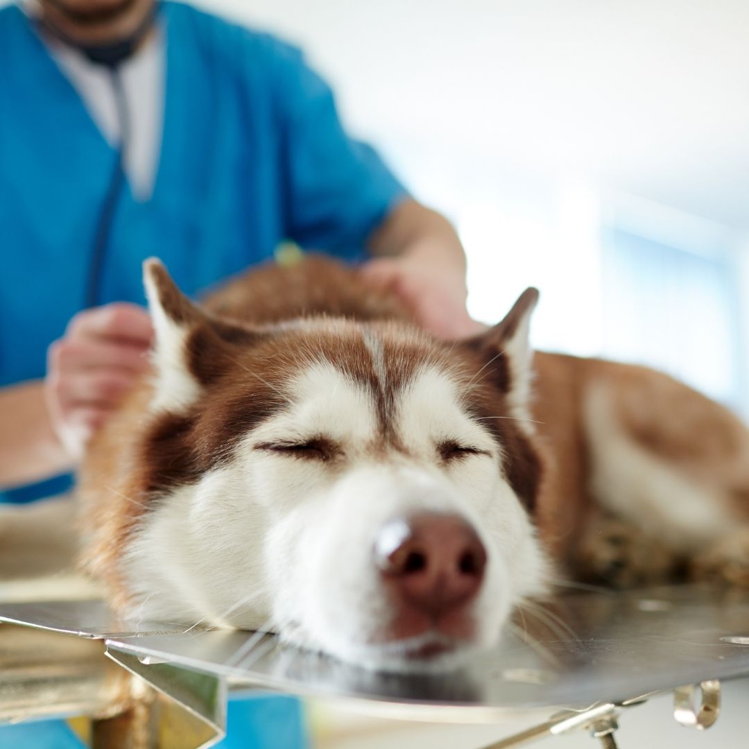 Dog getting examined by veterinarian. Dog getting examined by veterinarian.