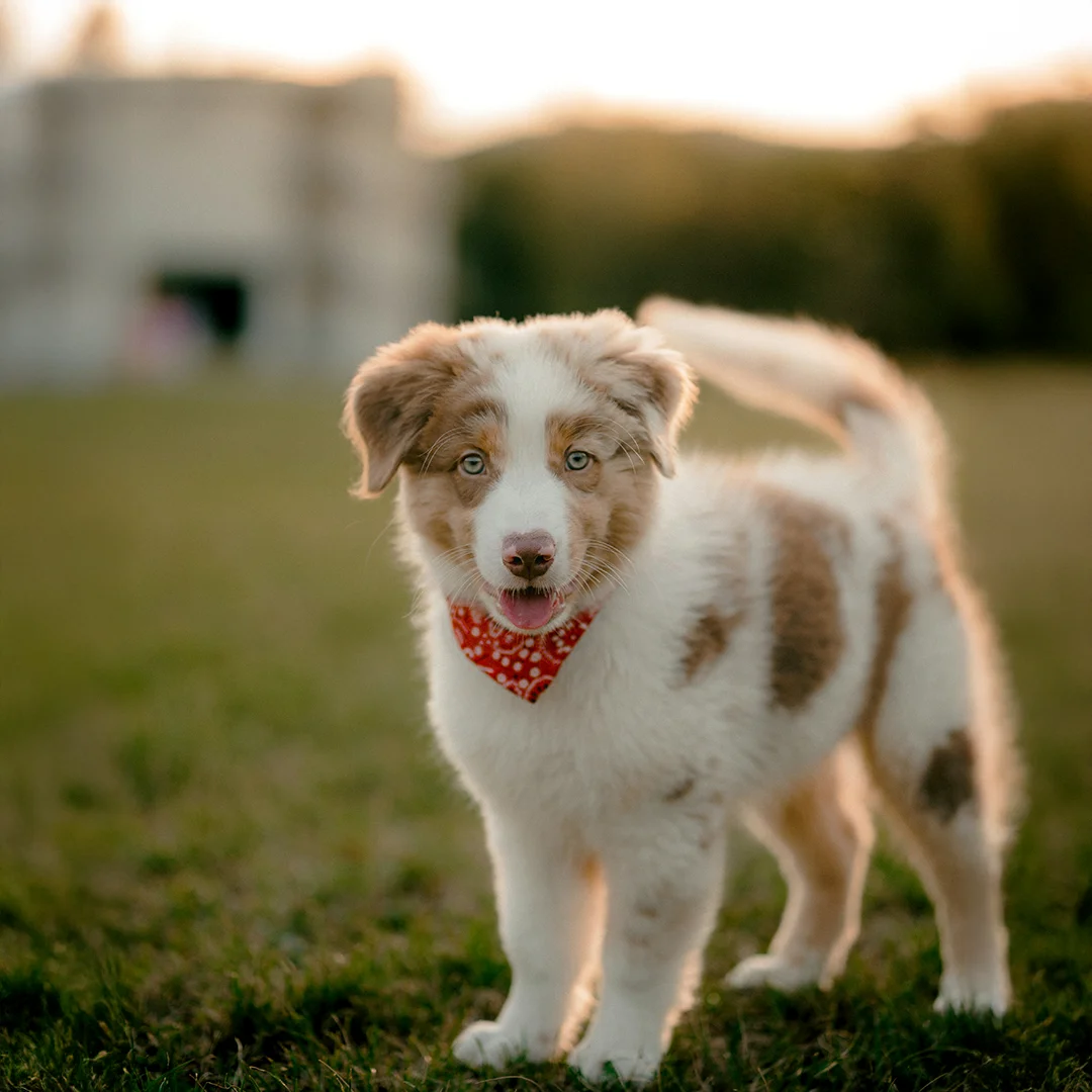Fluffy Puppy Wearing Red Bandana at Sunset A fluffy white and brown puppy with a red bandana stands on grass at sunset with soft light in the background.