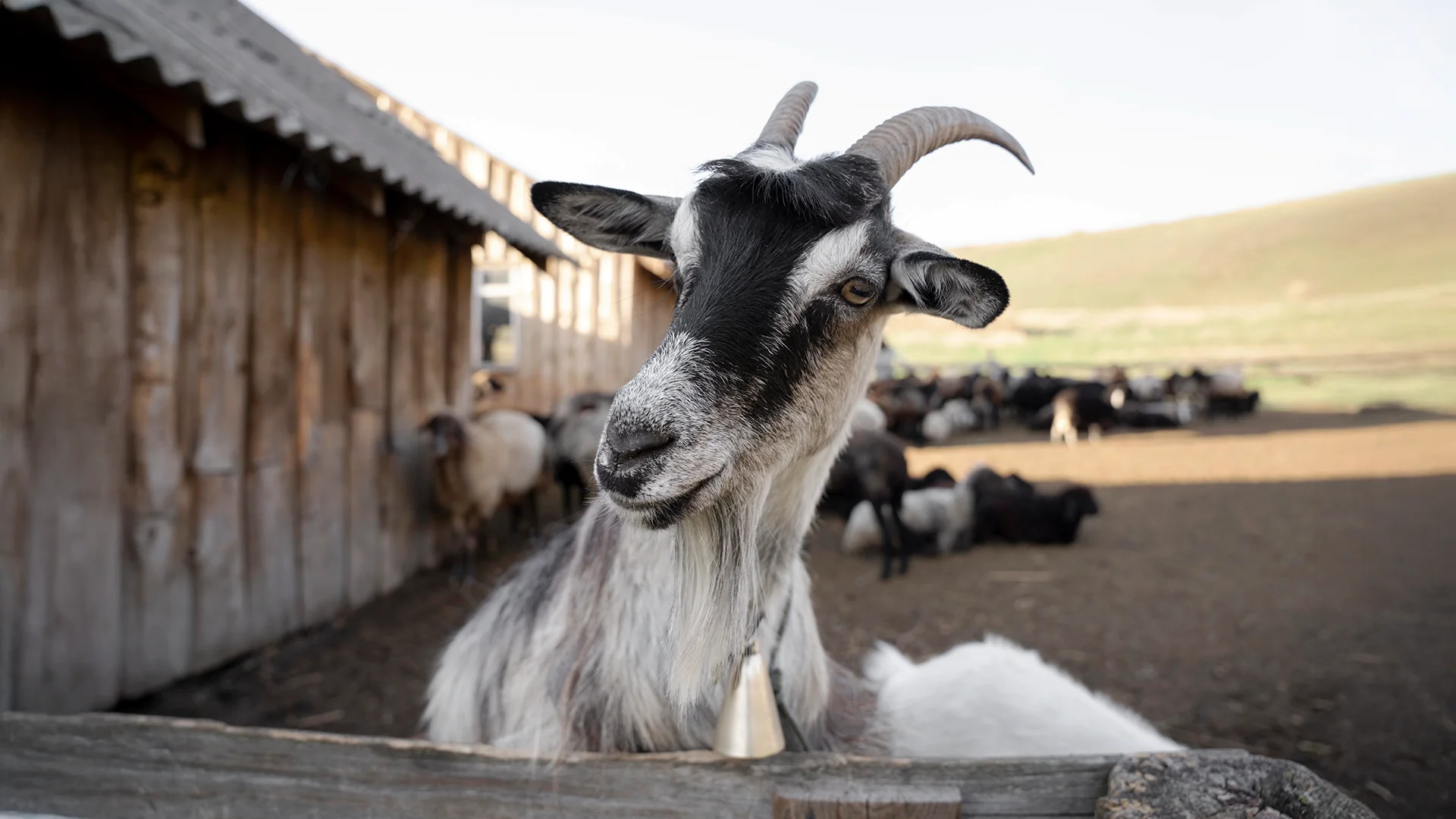A gray and black goat with curved horns and a bell around its neck standing by a wooden fence with other goats in the background.