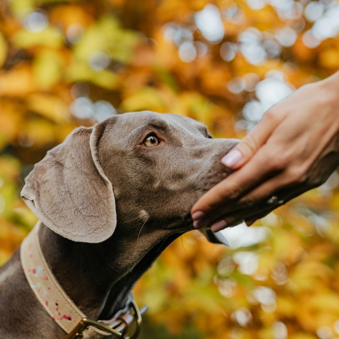 Gray Weimaraner receiving affection Gray Weimaraner receiving affection