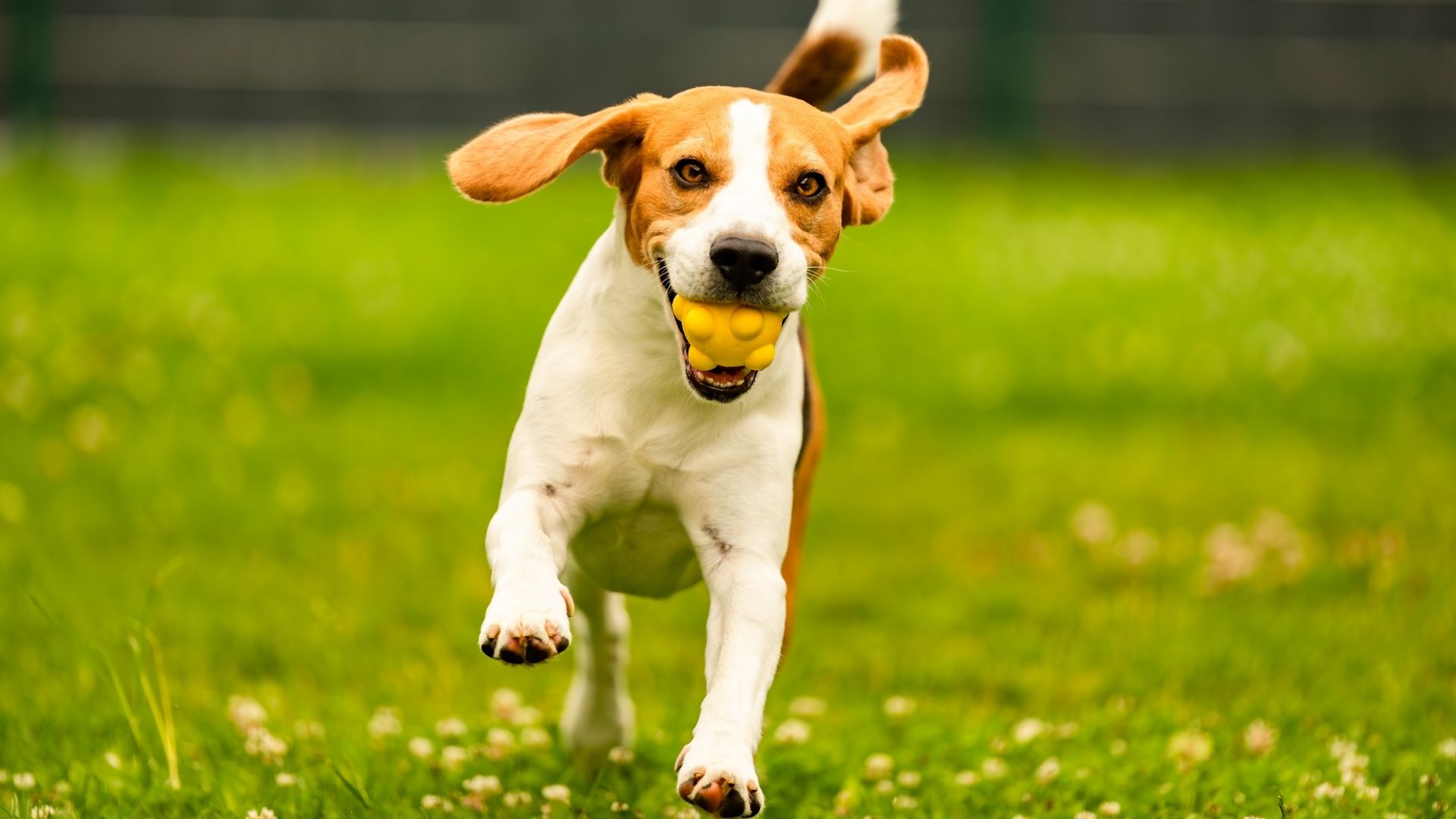 Veterinarian using an ultrasound device to examine a cow in a barn setting.
