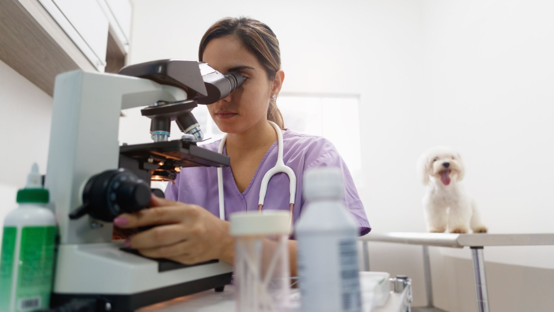 Happy dog watches veterinarian at work.