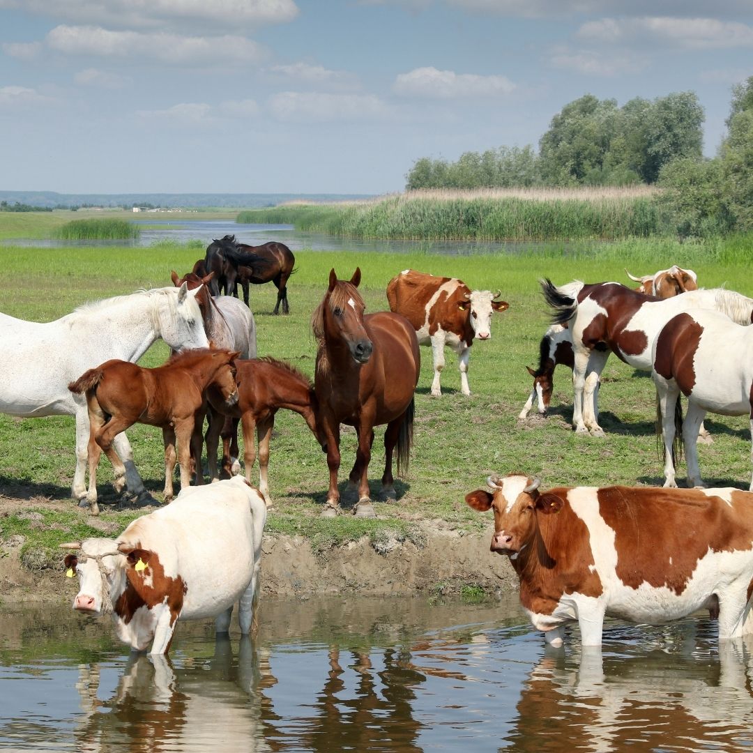 Mixed livestock herd in summer landscape. Mixed livestock herd in summer landscape.