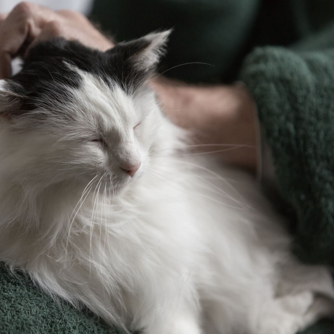 Person pets a fluffy white cat. Person pets a fluffy white cat.