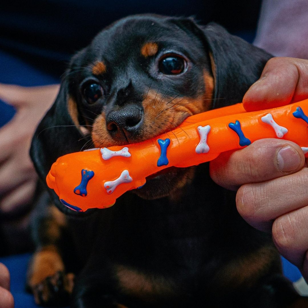 Puppy holding bone-patterned orange toy. Puppy holding bone-patterned orange toy.