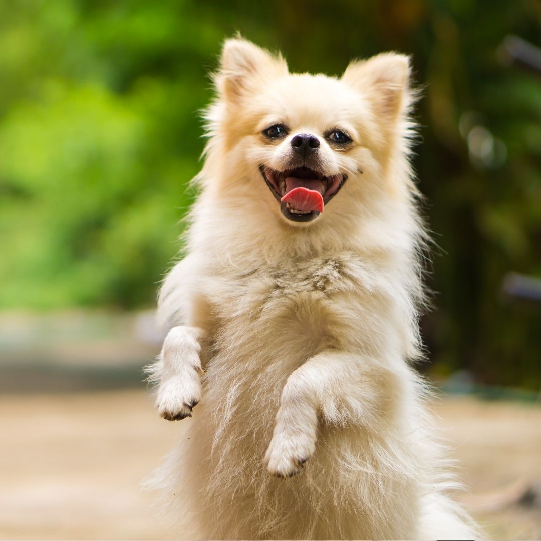 Smiling dog standing on hind legs Smiling dog standing on hind legs