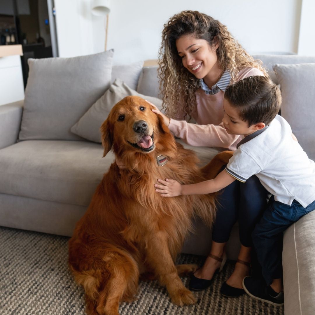 Smiling family pet dog indoors Smiling family pet dog indoors