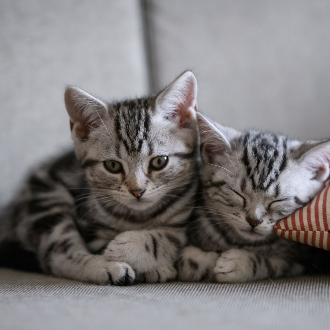 Striped kittens sleeping with headrest. Striped kittens sleeping with headrest.