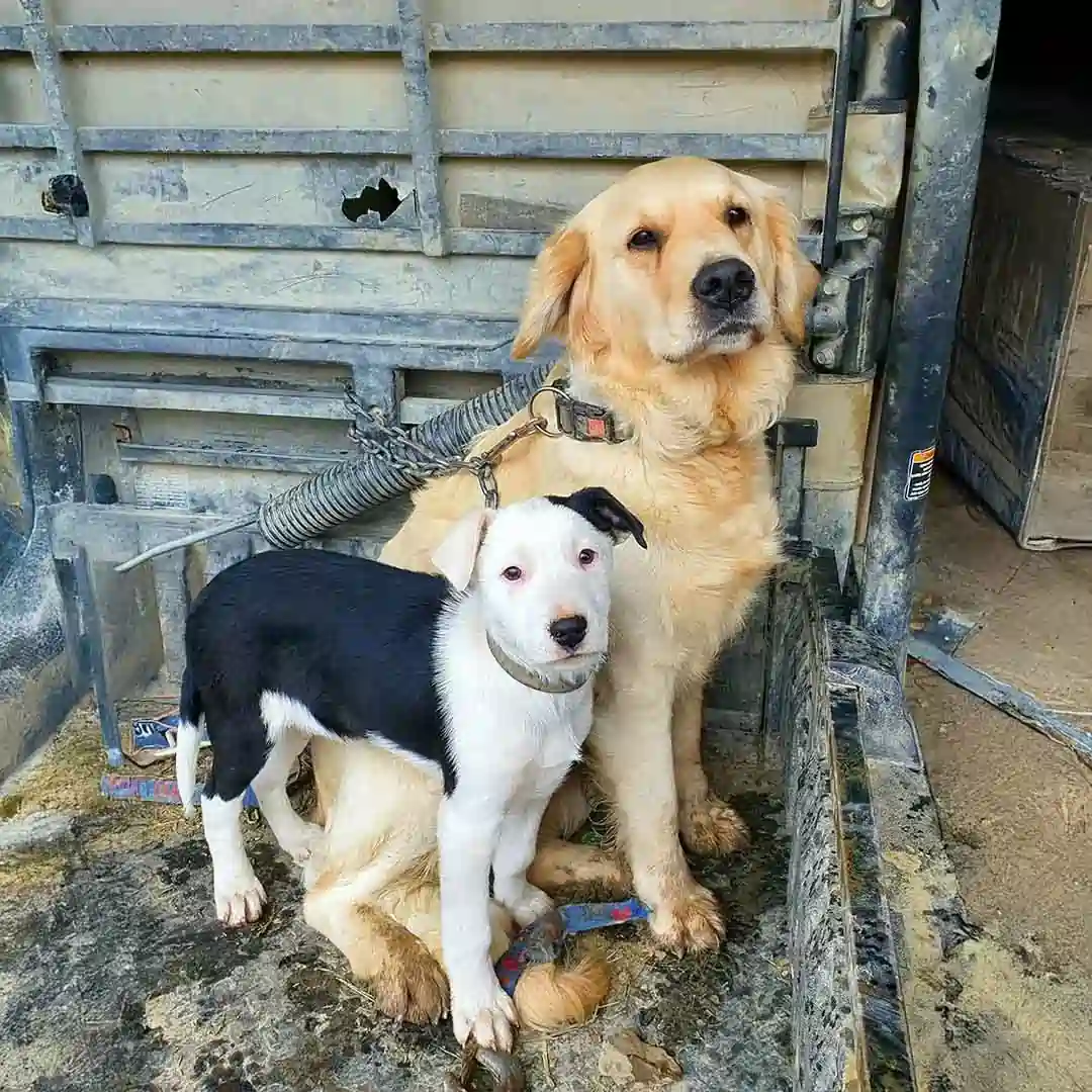 Two Dogs Sitting Together in a Truck Bed A golden retriever and a smaller black and white dog sit close together in a dusty truck bed.