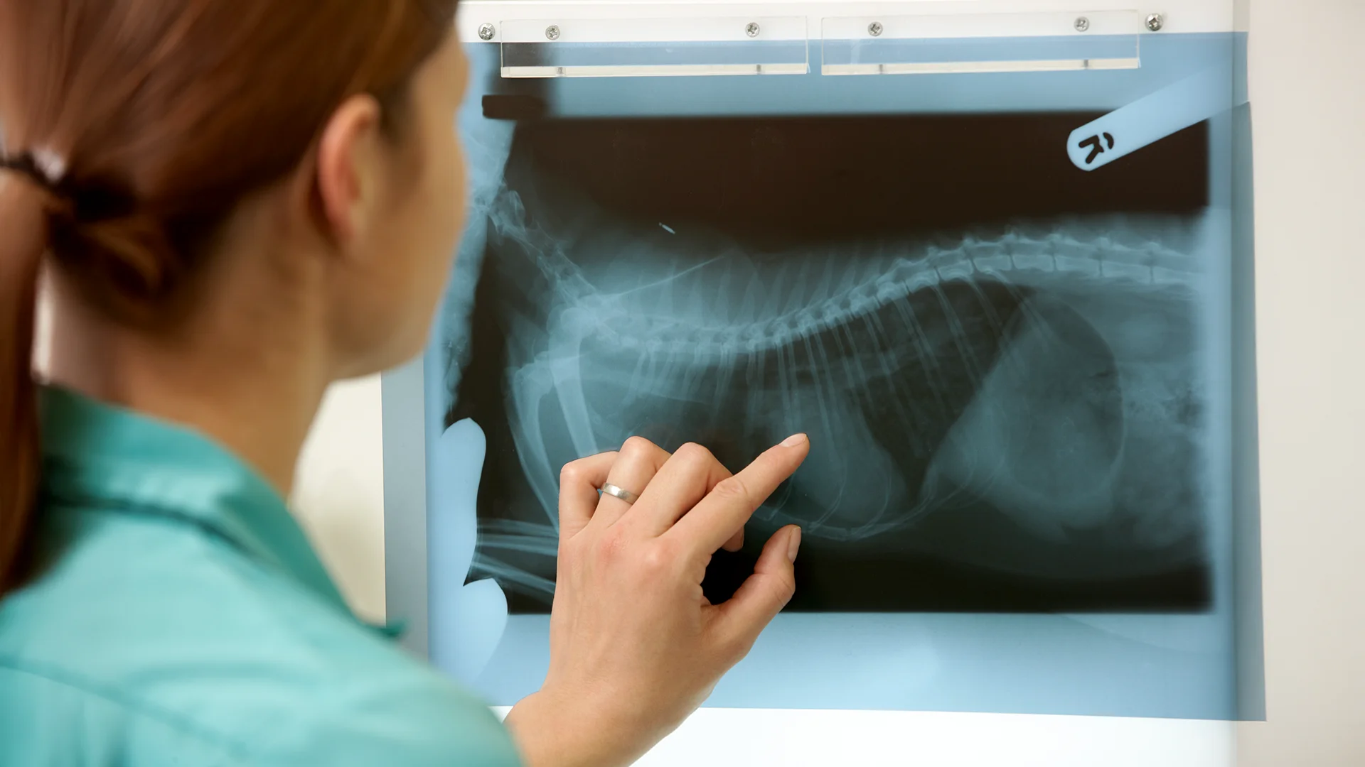 Veterinarian pointing at an animal X-ray image displayed on a light board.
