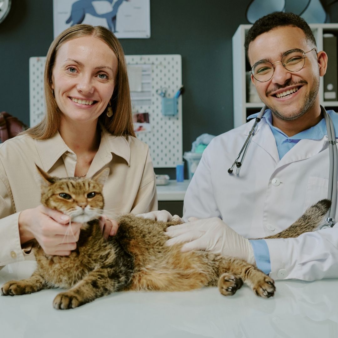 Veterinarian examining cat with its owner Veterinarian examining cat with its owner