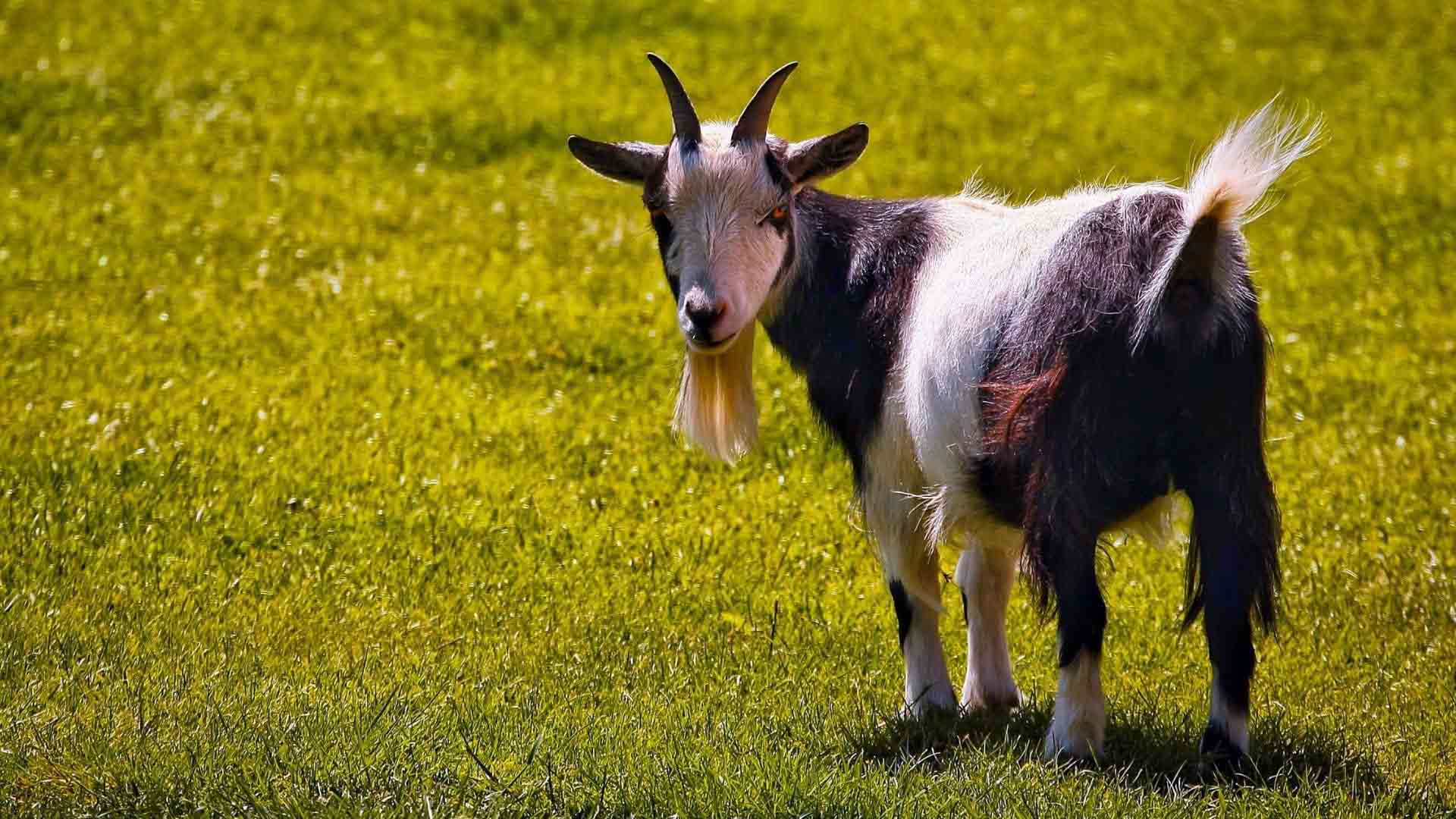 White and black goat portrait