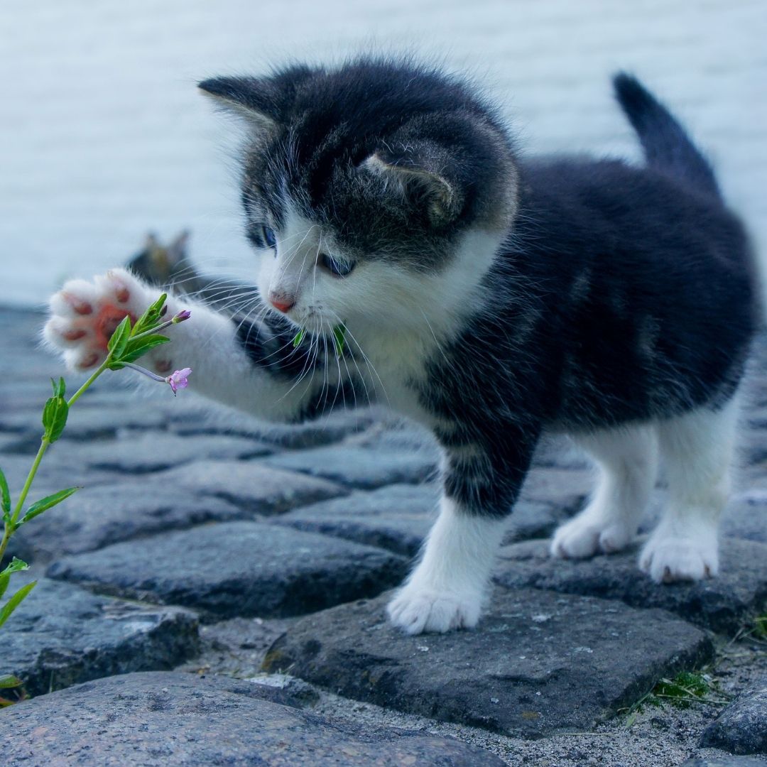 Black and white kitten playing. Black and white kitten playing.