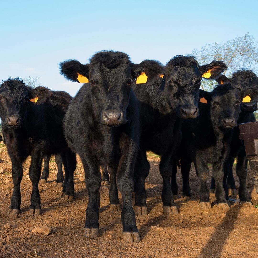 Black calves in dusty paddock Black calves in dusty paddock