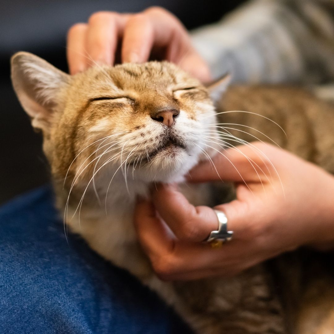Brown cat enjoying chin scritches Brown cat enjoying chin scritches