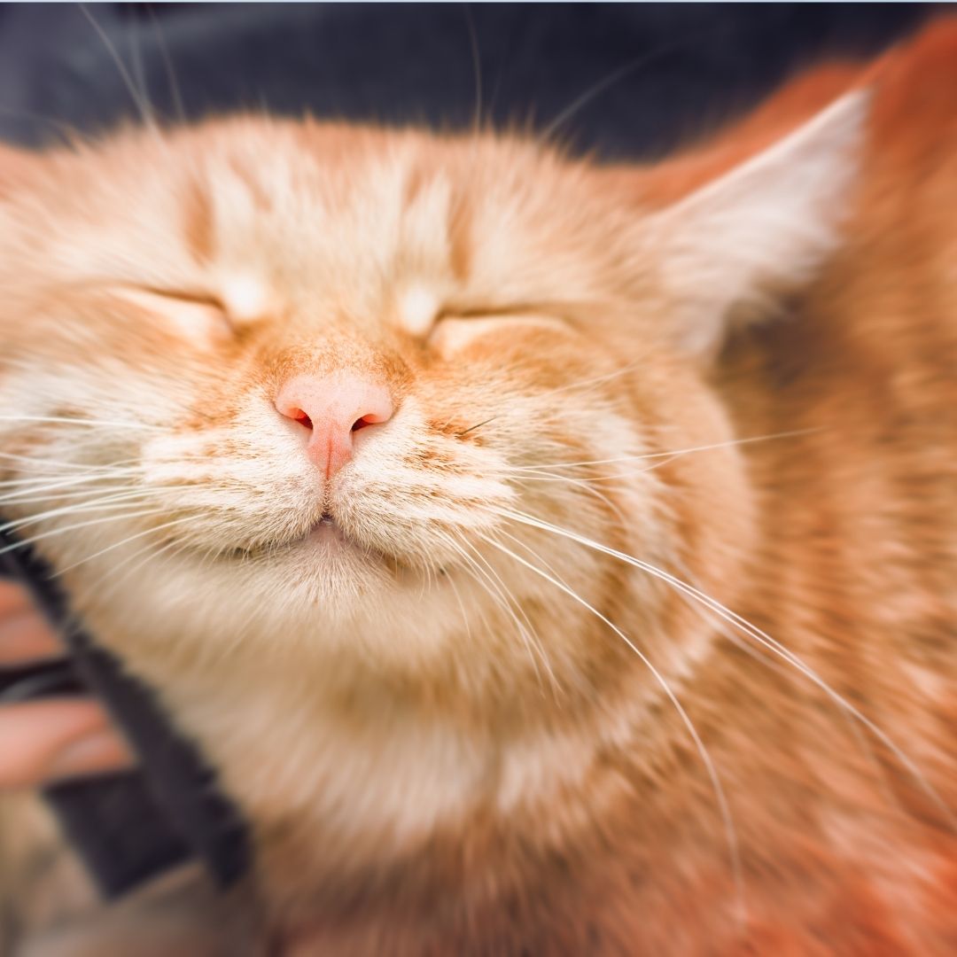 Cat sleeping and enjoying pets Cat sleeping and enjoying pets