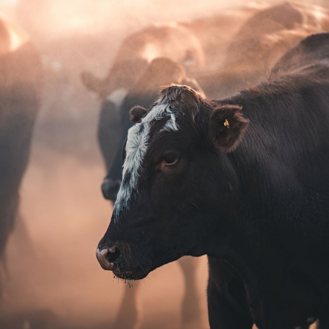 Close-up of cow with herd. Close-up of cow with herd.
