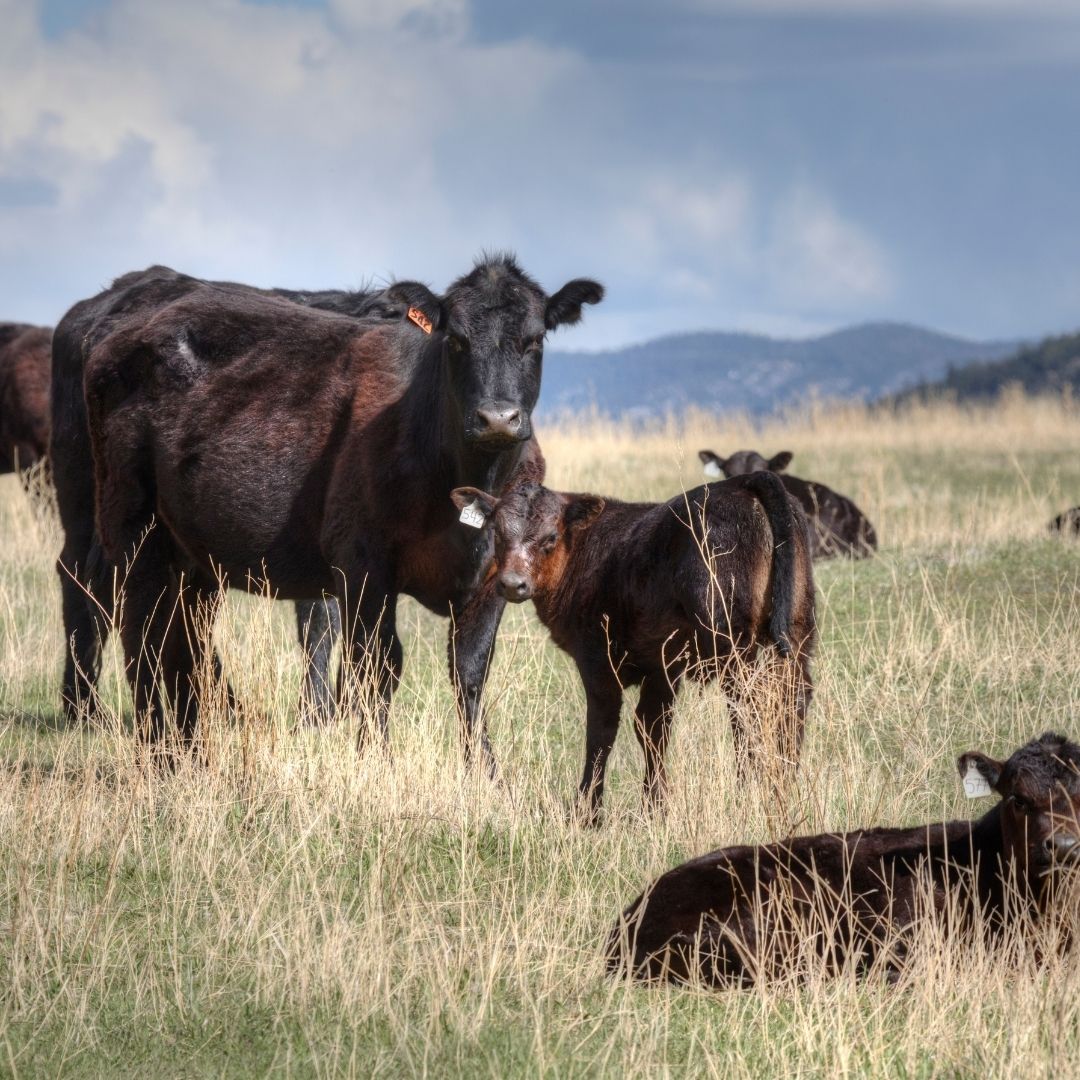 Cows graze in the tall grass. Cows graze in the tall grass.
