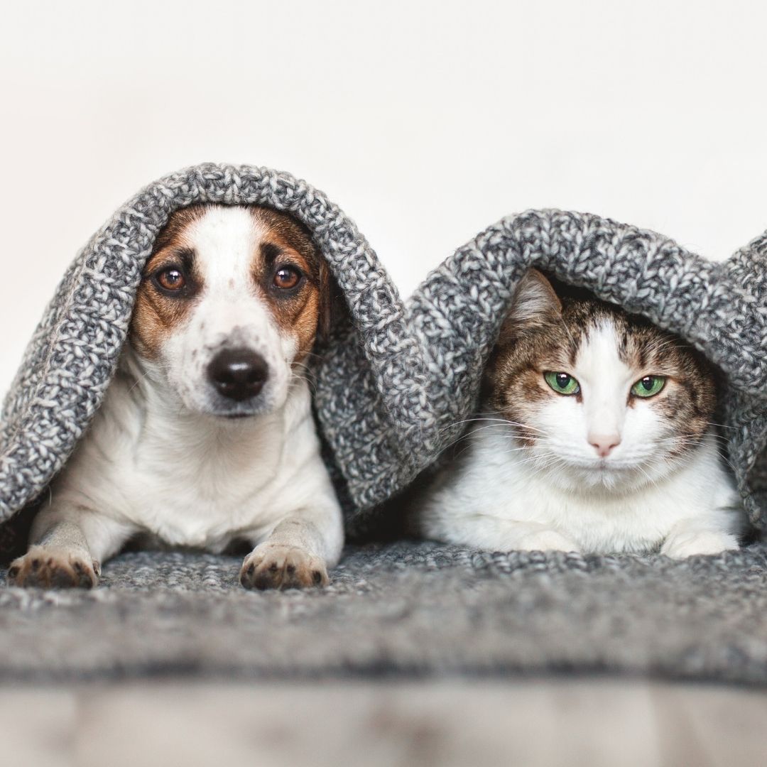 Cozy dog and cat portrait Cozy dog and cat portrait