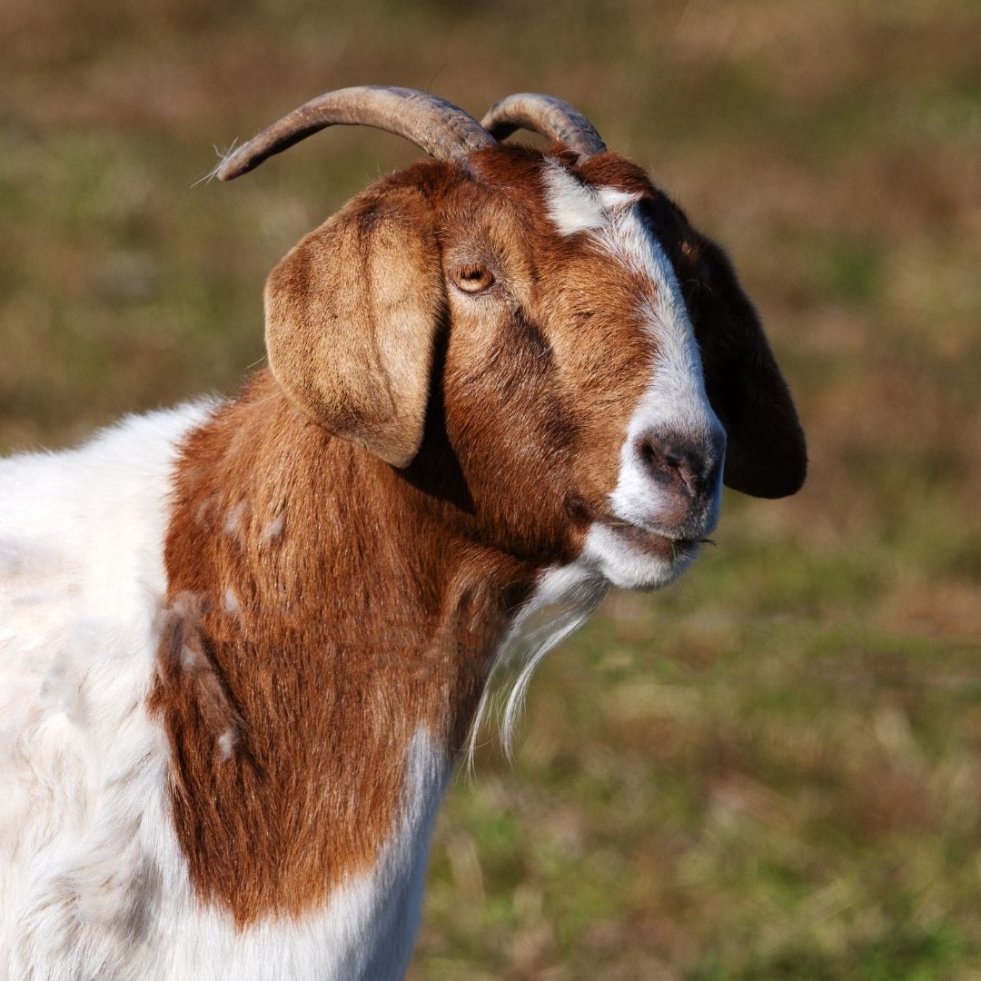 Goat with horns in field Goat with horns in field