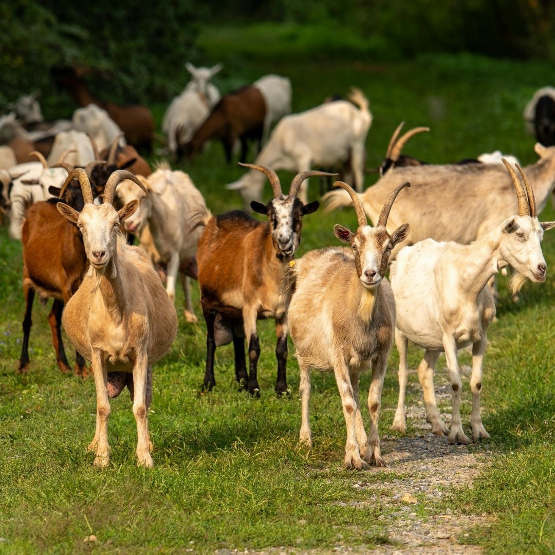 Goats staring toward the camera Goats staring toward the camera