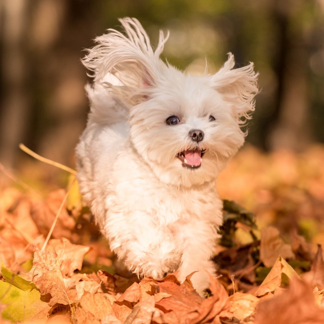 Happy Maltese dog leaps through leaves Happy Maltese dog leaps through leaves