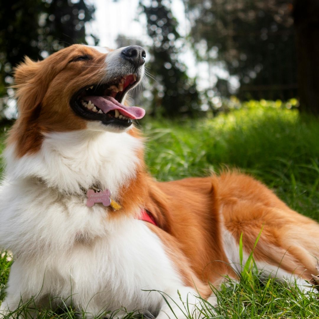 Happy dog, tongue out Happy dog, tongue out