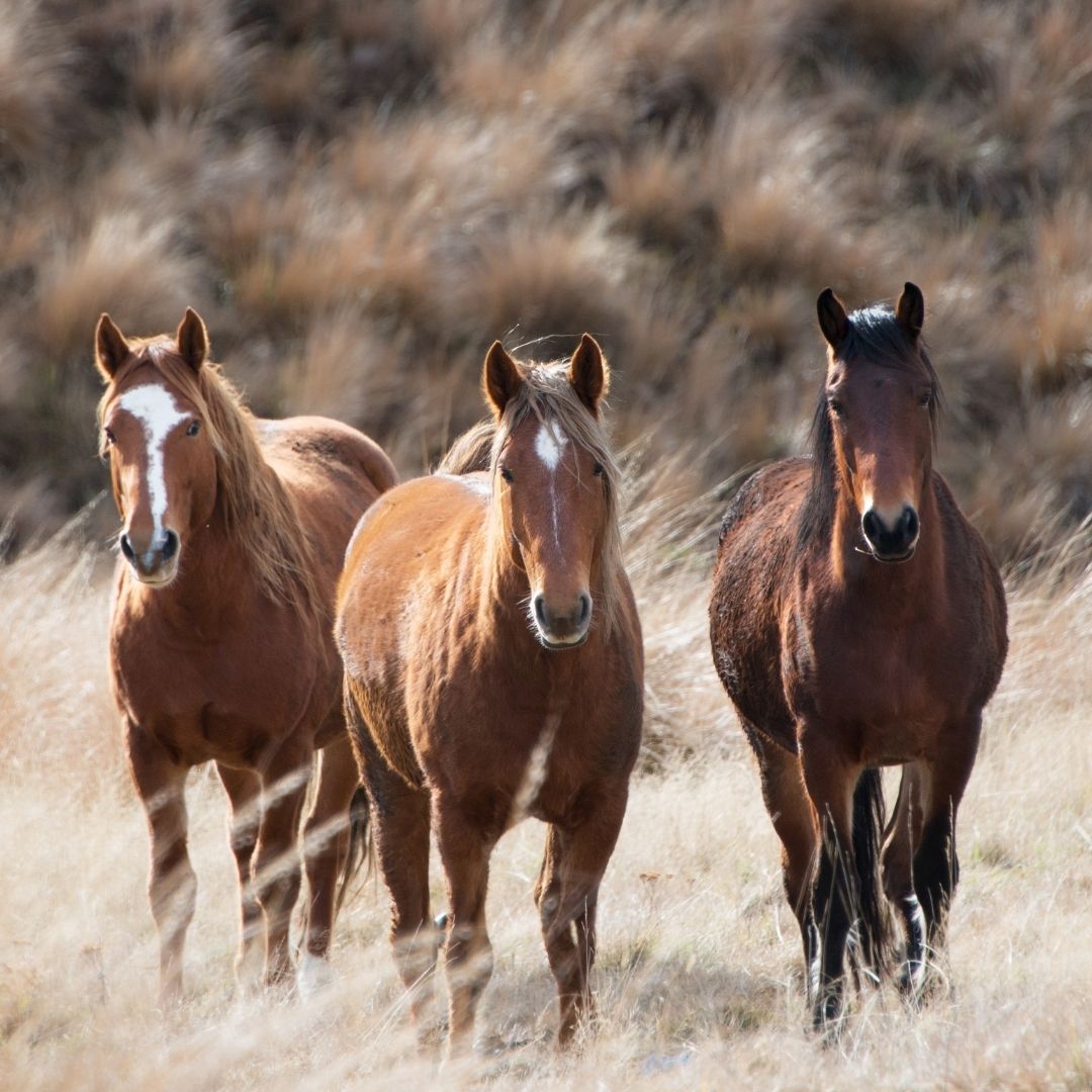 Horses looking directly at the camera Horses looking directly at the camera