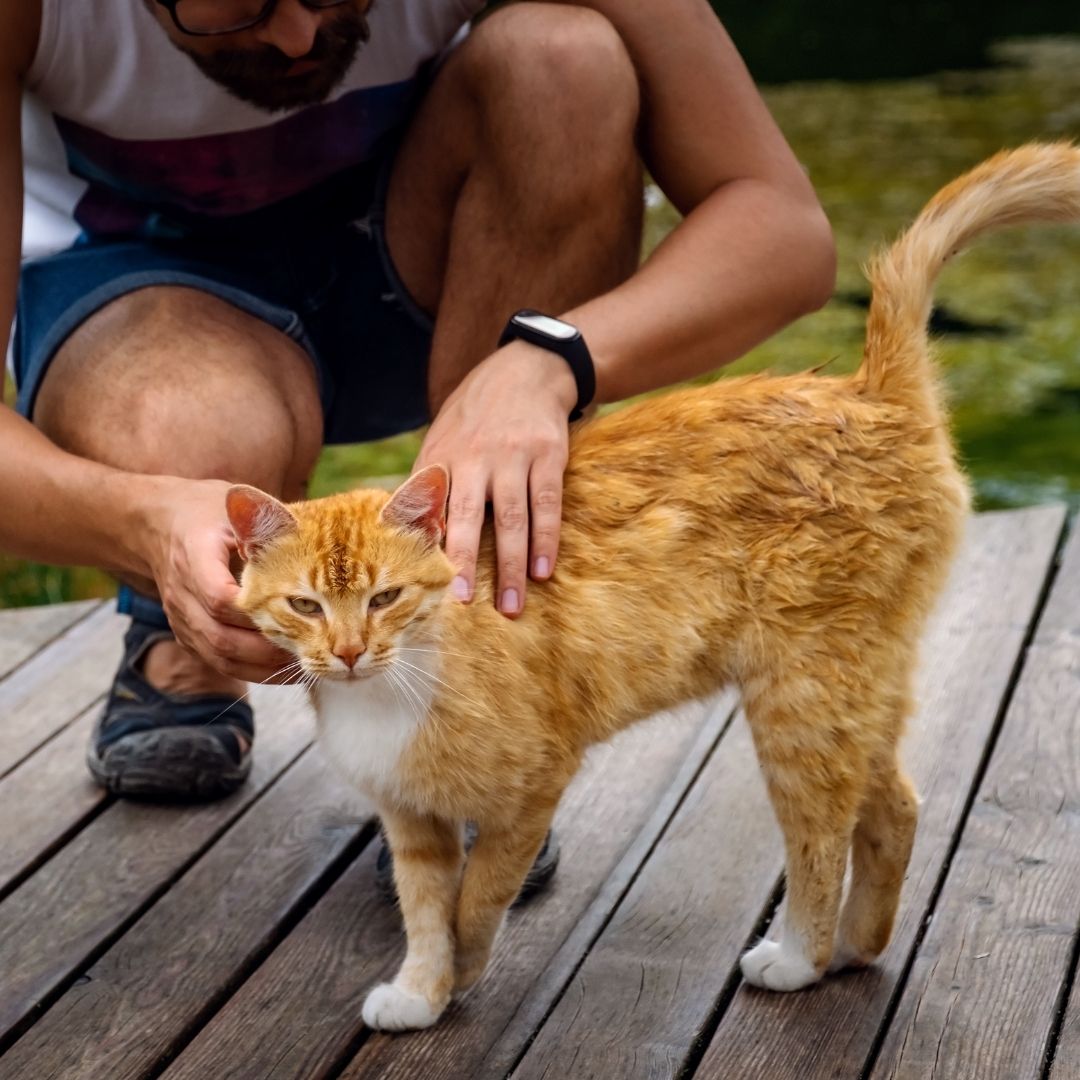 Person petting a ginger cat.