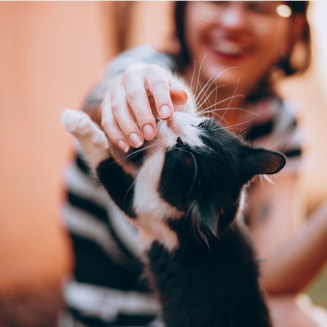 Person scratching a black and white cat Person scratching a black and white cat
