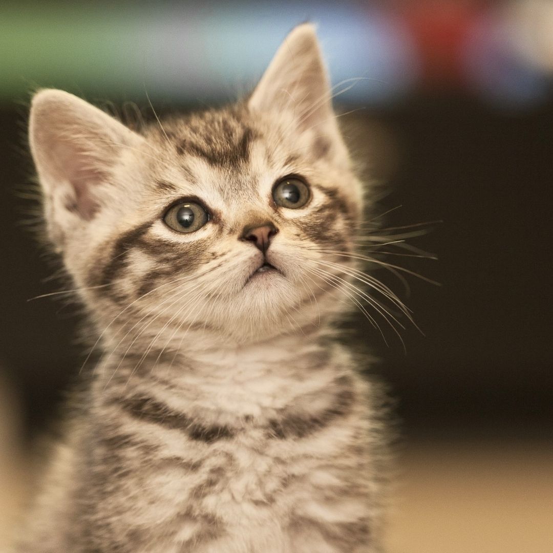 Striped kitten with intent gaze Striped kitten with intent gaze