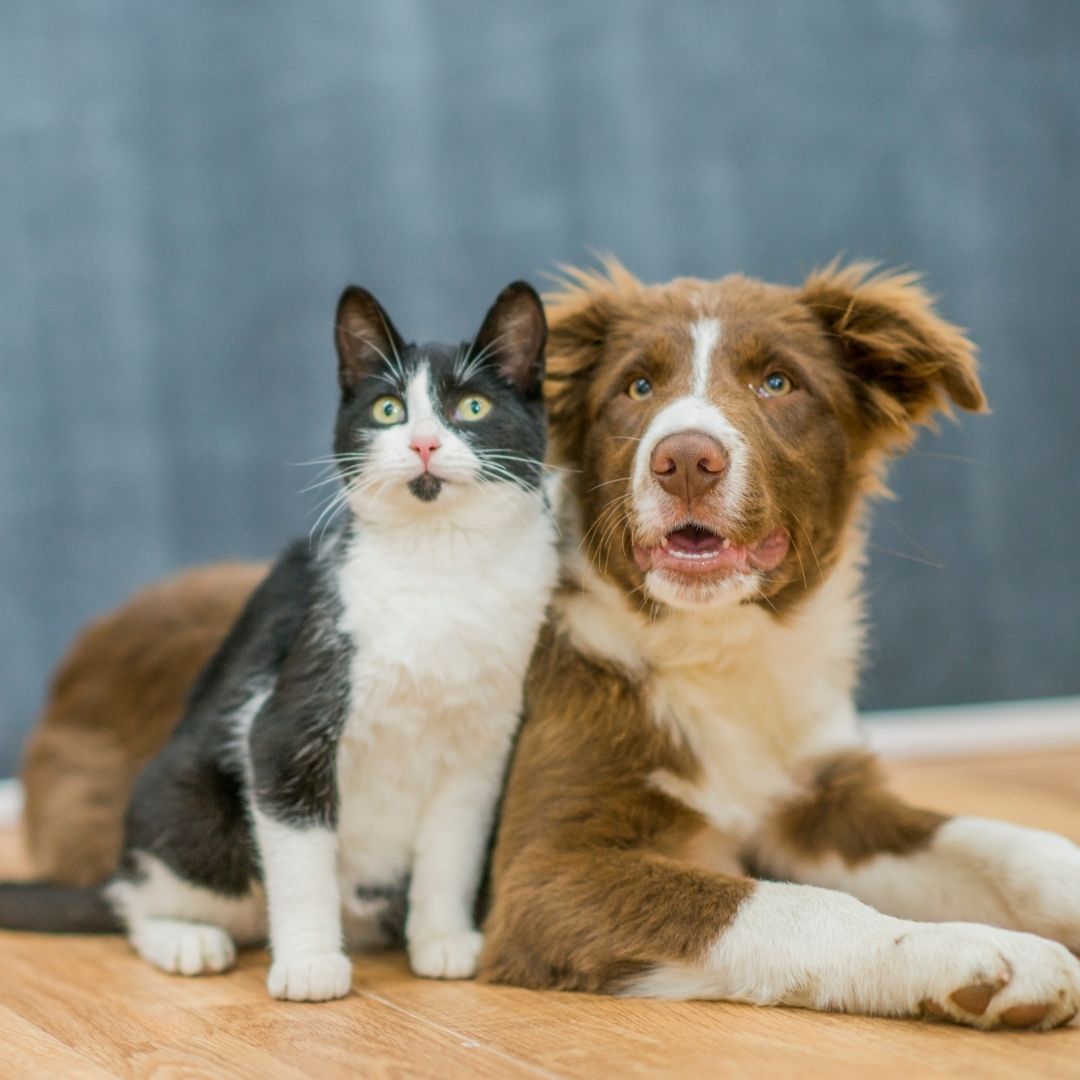 Tuxedo cat with brown dog. Tuxedo cat with brown dog.