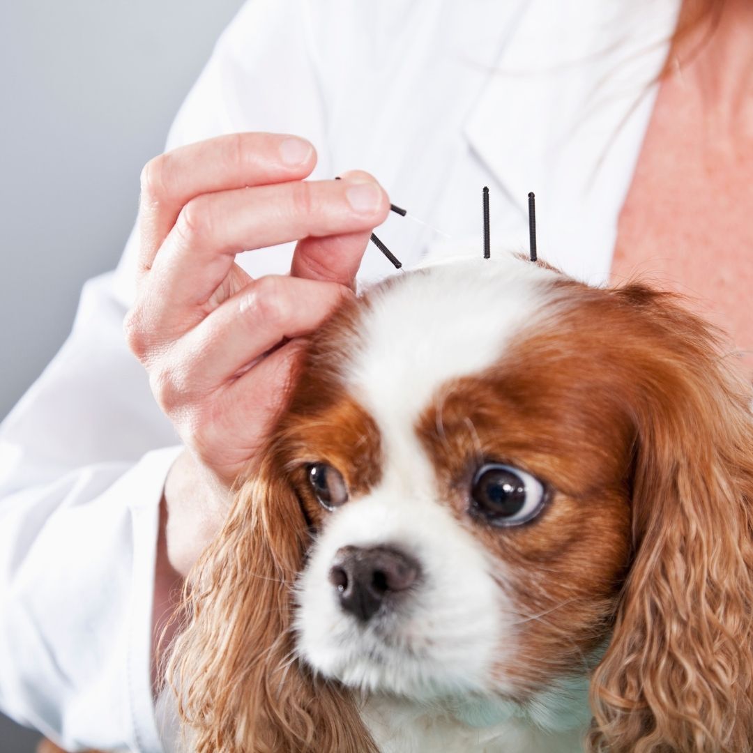 Veterinarian giving dog acupuncture Veterinarian giving dog acupuncture