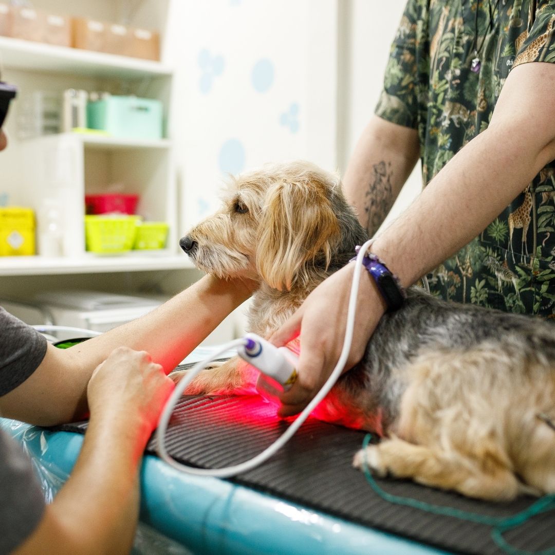 Veterinarian treating a dog with laser. Veterinarian treating a dog with laser.
