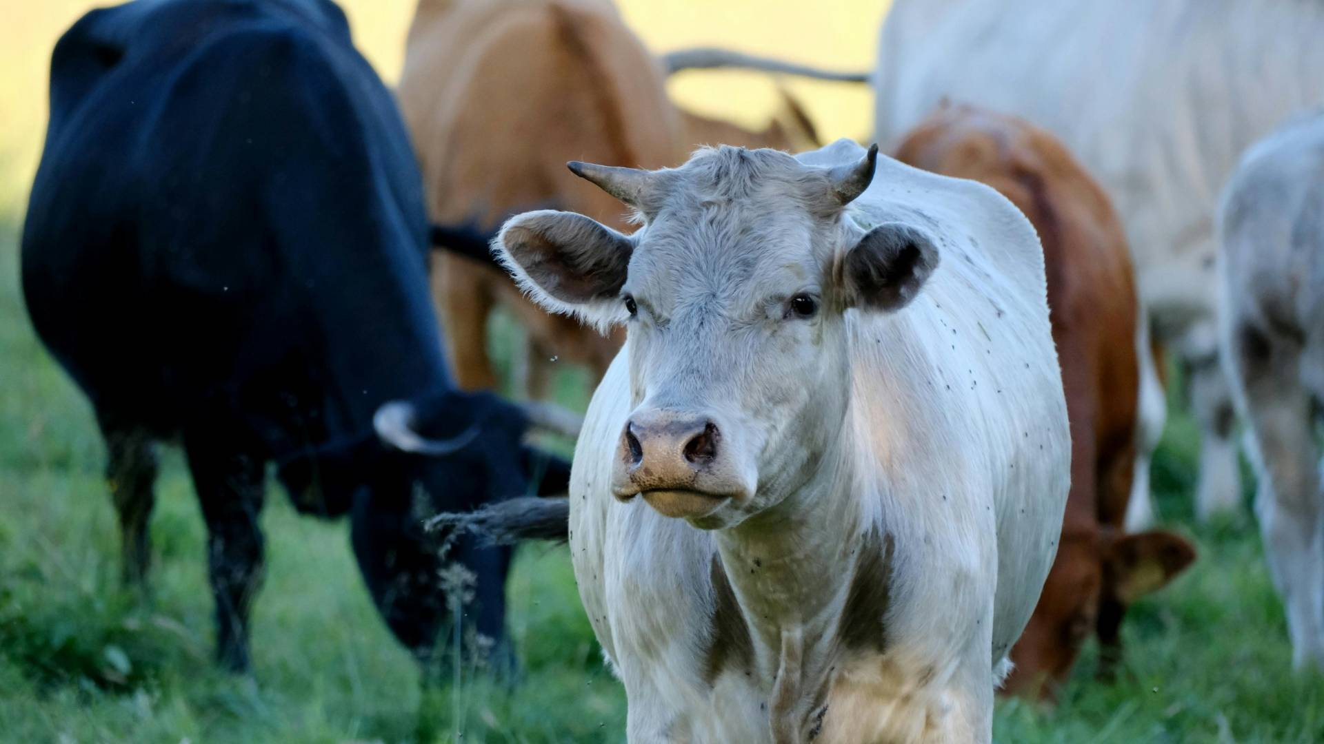 Close-up of light gray cow
