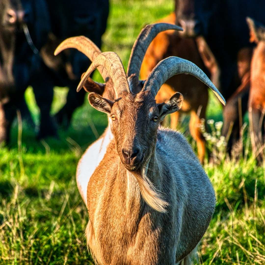 Horned goat in green field