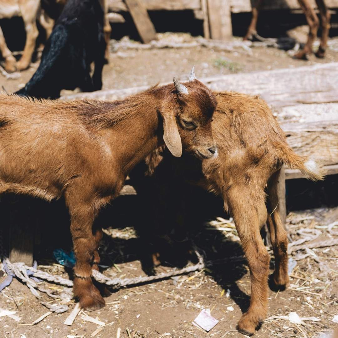 Two brown baby goats.
