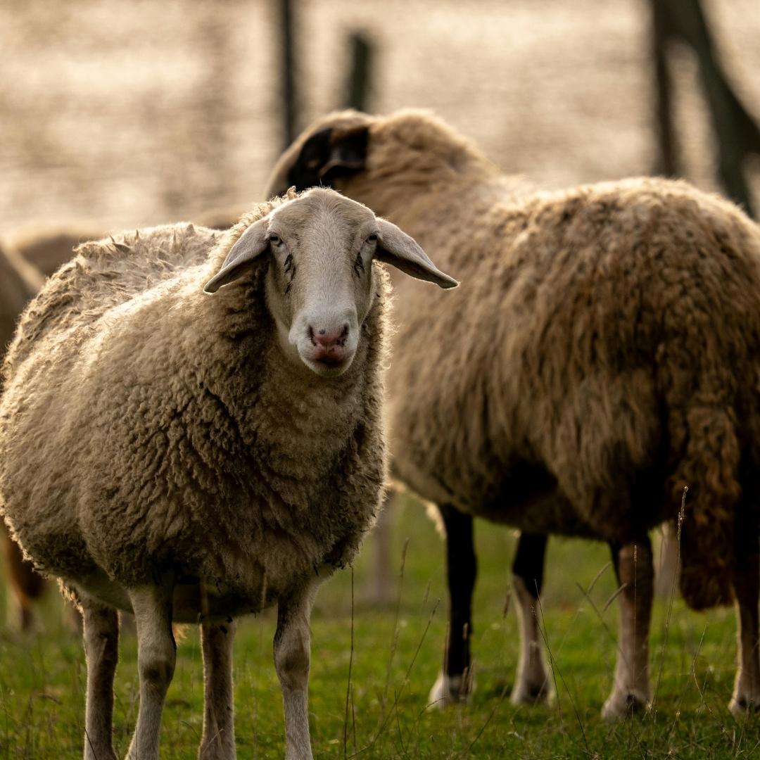 Two sheep in field Two sheep in field