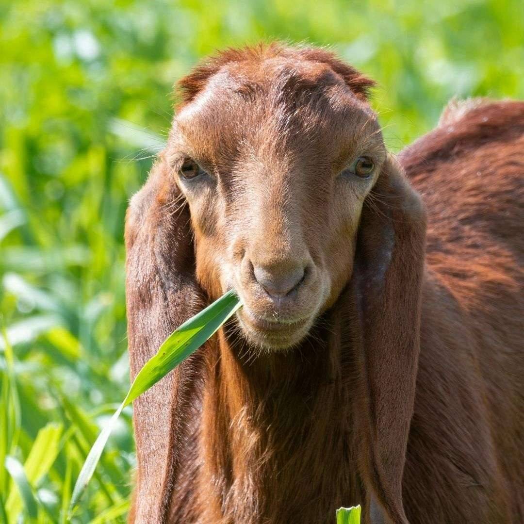 brown goat eating grass