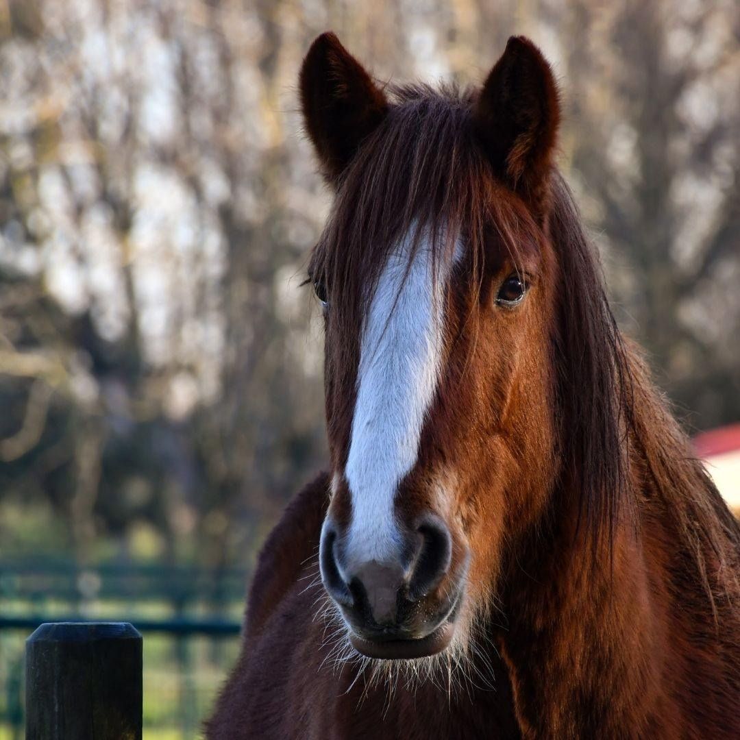brown horse looking forward