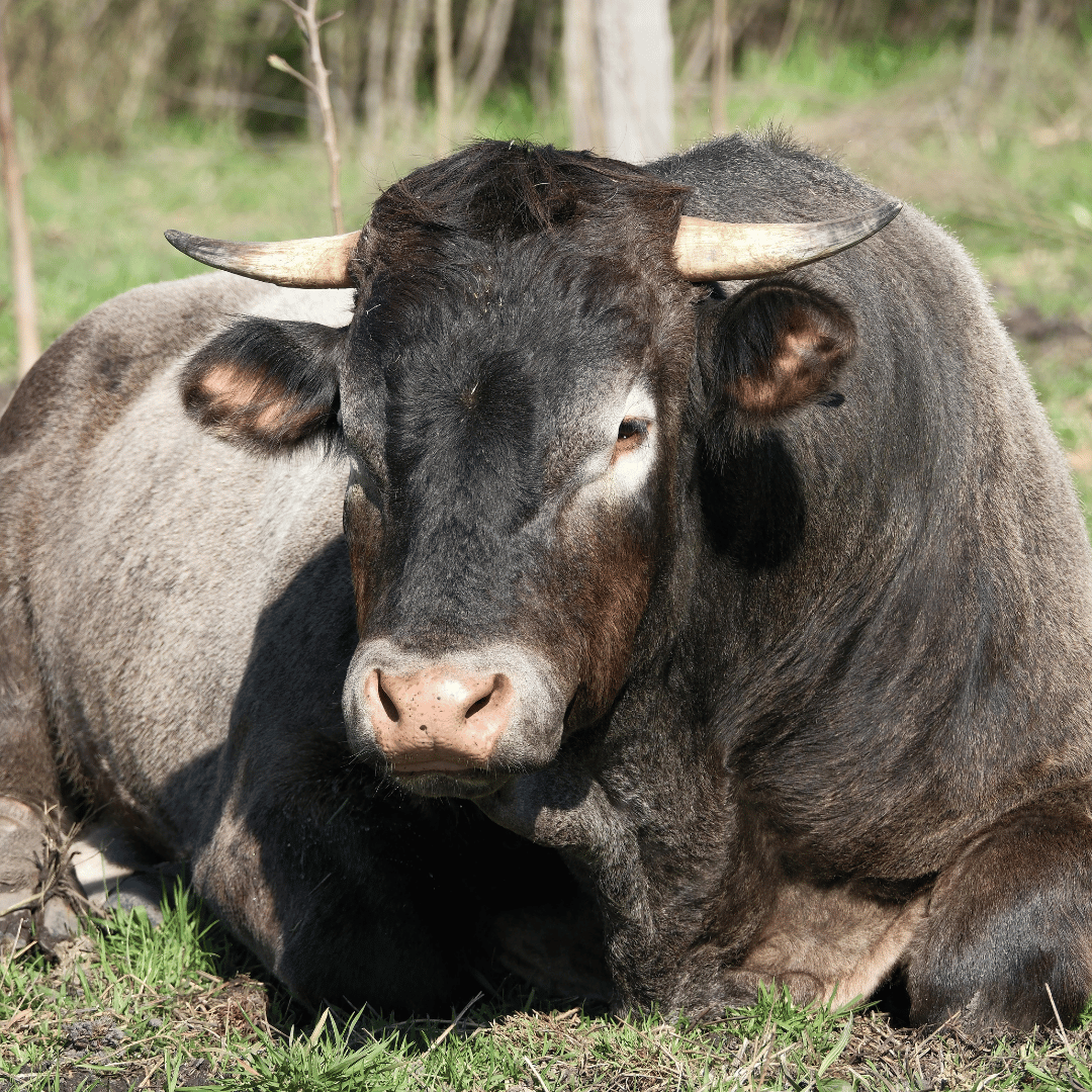 bull laying down in the grass